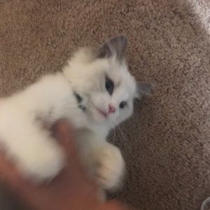 Meet your Posher, Won-joon